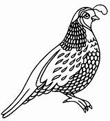 Beautiful Quail sketch template