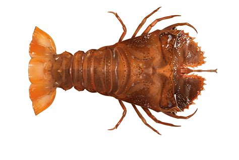 A new species of lobster is making a splash - hospitality | Magazine