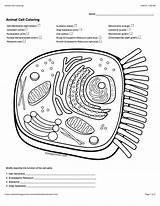 Prokaryotic Cells Coloring Worksheet sketch template