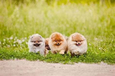 Teacup Pomeranian: 15 Things You Need to Know About