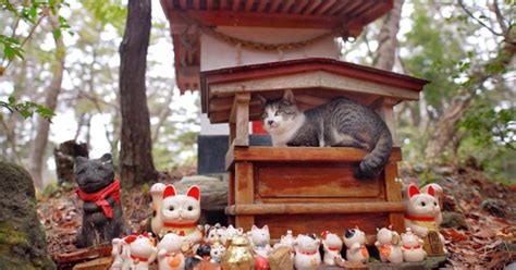 Cat Takes Shelter From the Rain Under a Sacred Japanese Cat Shrine