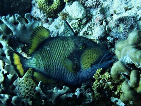 Titan triggerfish - Moalboal Reef Species