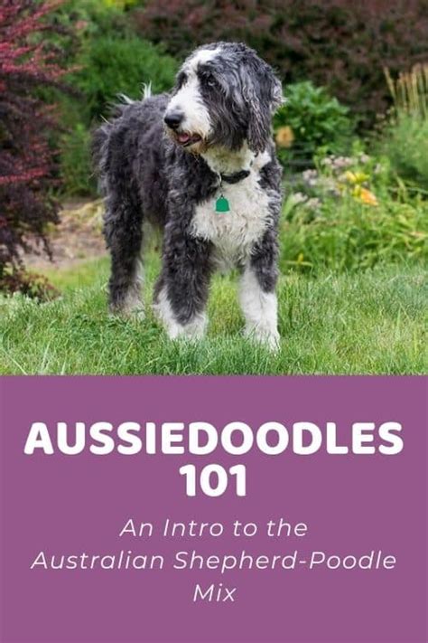 Are Aussie Poodle Hypoallergenic