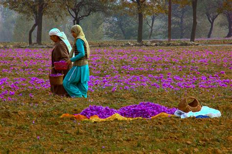 A saffron autumn in Pampore in Kashmir