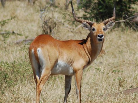 Antelope - Lechwe Info - Photo 2