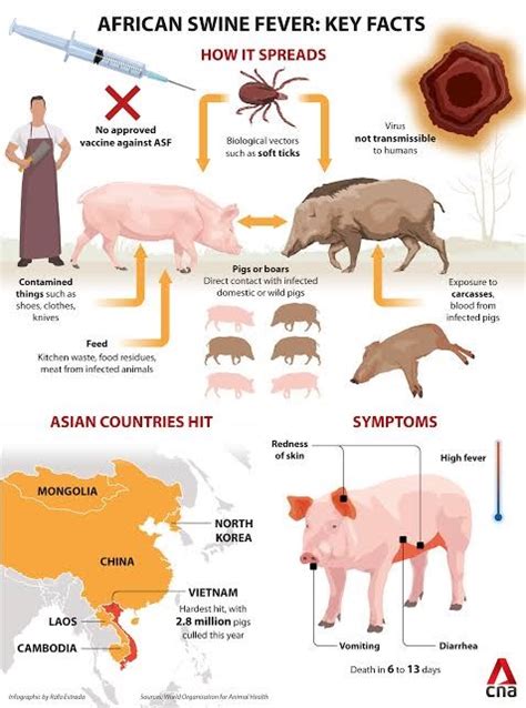 African Swine Fever (ASF) - INSIGHTS IAS - Simplifying UPSC IAS Exam Preparation