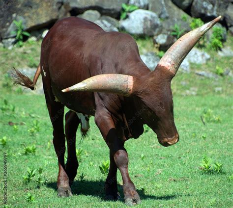 Ankole-Watusi is a modern American breed of domestic cattle. It derives ...