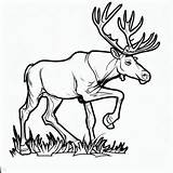 Elk Hunting For Its Antlers Coloring Pages  Kids – Smart sketch template
