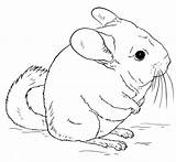 Coloring Pages Chinchillas Printable For Kids & Adults Free sketch template