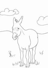 Donkey coloring Page Coloring Pages Moose Art Animals Black  sketch template