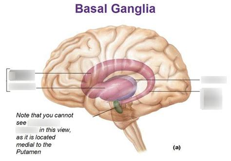 Telencephalon: Basal Ganglia and Movement Diagram | Quizlet