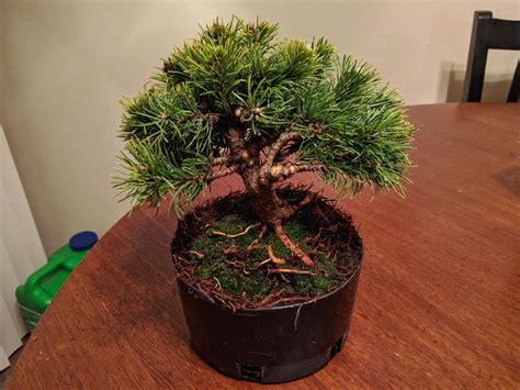 Mugo pine "valley cushion" : r/Bonsai