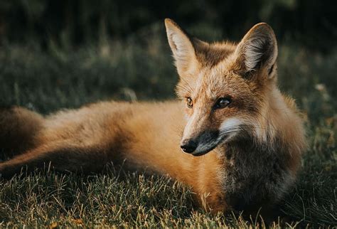 brown, fox, ground, lying, red fox, animal, wildlife, fur | Piqsels