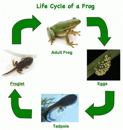 The Life Cycle Of Amphibians Lesson Plans