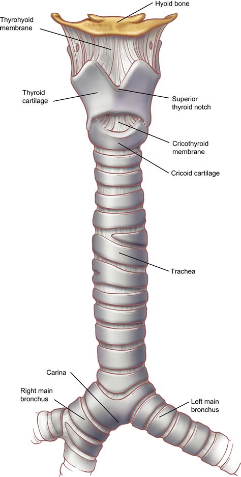 Larynx And Trachea Anatomy | Images and Photos finder