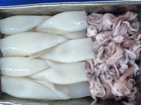 Loligo Squid - leoseafood-tilapia,pangasius,salmon,haddock,pollock ...