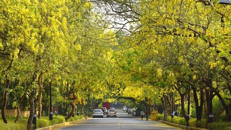 Summer respite for Delhiites: The enchanting Amaltas tree - Hindustan Times