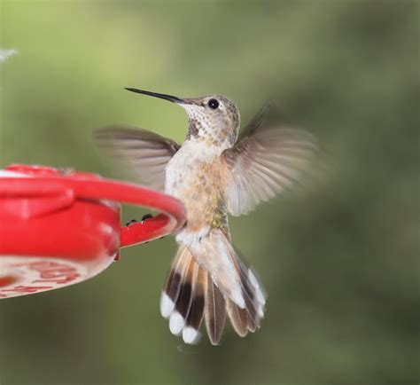 Birding Is Fun!: Broad-tailed Hummingbird