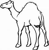 Free Printable Camel Coloring Pages For Kids sketch template
