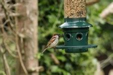 Sparrow On Bird Feeder Free Stock Photo - Public Domain Pictures