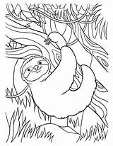 Sloth Coloring Page For Kids 13801578 Vector Art At Vecteezy sketch template