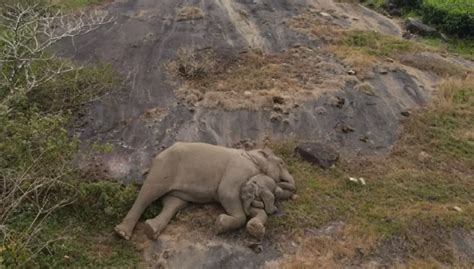 Lost Baby Elephant Reunited with Mom in Tamil Nadu