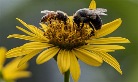 Climate Change & Bees - The Carbon Literacy Project