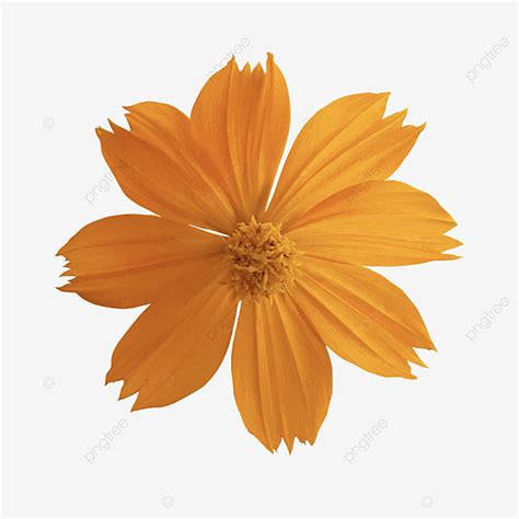 Sulfur PNG Image, Sulfur Kenikir Flower Illustration, Kenikir, Orange Flower, Flower ...
