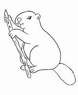 Beaver Pictures For Kids  Coloring Home sketch template