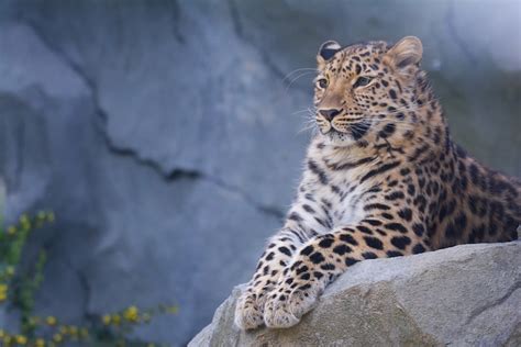 Meet the Amur Leopard, One of the World's Rarest Big Cats