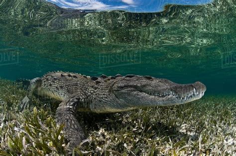 Underwater side view of crocodile on seagrass in shallow water ...