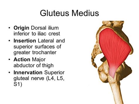 Gluteus Medius Origin Dorsal ilium inferior to iliac crest | Muscle anatomy, Human anatomy and ...