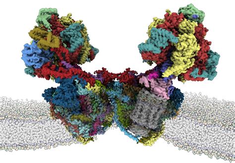 Structure of a mitochondrial ATP synthase