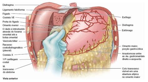 Peritônio – Anatomia papel e caneta