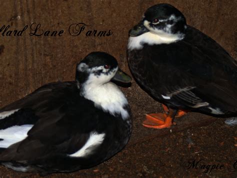 Magpie Call pair | mallardlanefarms