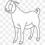 Boer Goat Coloring Pages sketch template