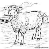 Sheep Coloring Pages  Free & Printable sketch template