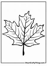Tree Leaves Coloring Pages sketch template
