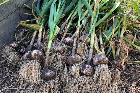 How to Grow Garlic | Garden Gate