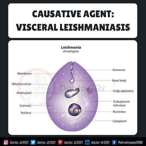 Visceral leishmaniasis kala azar diagnosis symptoms laboratory tests and treatment options – Artofit