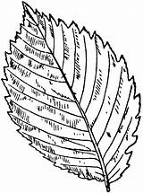 elm leaf Clip Art  Library sketch template