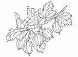 Gooseberry Plant Coloring Page  Free Printable Pages sketch template