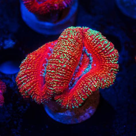 World Wide Corals 13th Anniversary Live Sale! | Reef Builders | The Reef and Saltwater Aquarium Blog