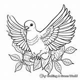 Peace Dove Coloring Pages  Free & Printable sketch template