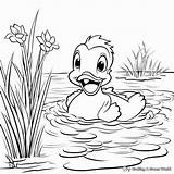 Yellow Duck Coloring Pages  Free & Printable sketch template