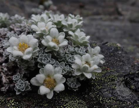 Alpine flowers in New Zealand