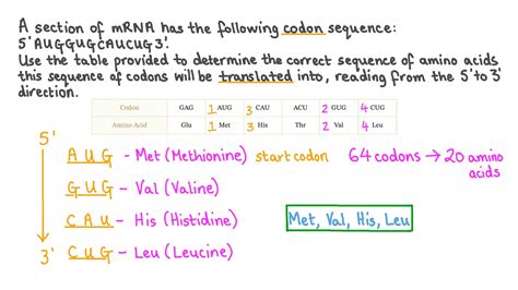 Question Video: Determining the Correct Sequence of Amino Acids for an ...