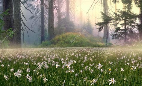 Misty forest at sunrise — Stock Photo © panaramka.ukr.net #90284088