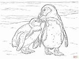 Two African Penguins coloring page  Free Printable Coloring Pages sketch template