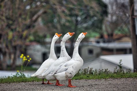 Three Geese Free Stock Photo - Public Domain Pictures